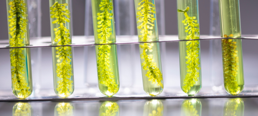 Hindustan Biodiesel Benefits