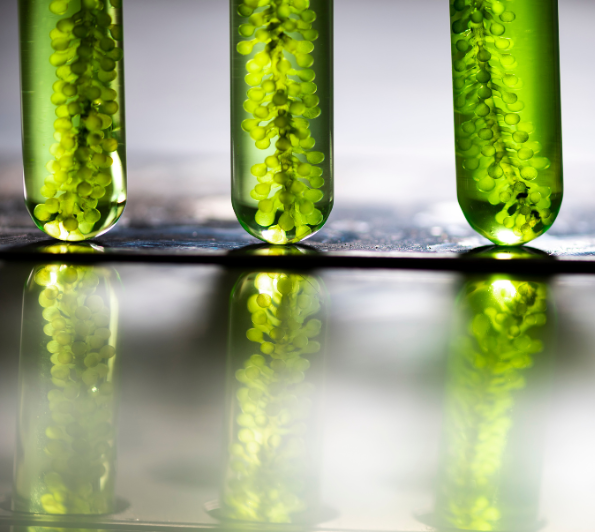 Hindustan Biodiesel
